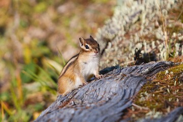 Small beautiful chipmunk in the forest on a tree