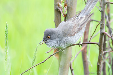Barred warbler, Sylvia nisoria. A bird sits on a bush branch and sings
