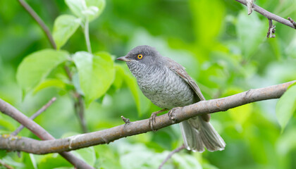 Barred warbler, Sylvia nisoria. A bird sits on a branch on a beautiful background