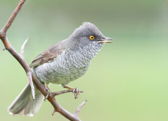 Barred warbler, Sylvia nisoria. Bird singing sitting on a bush branch, beautiful blurred background