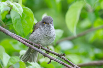 Barred warbler, Sylvia nisoria. A bird sits on a tree branch, amongst the leaves