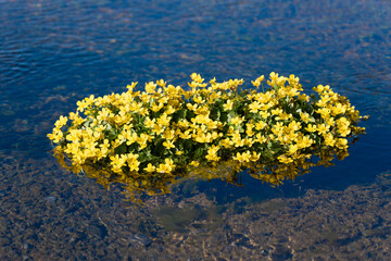 buttercups growing at Seljalandfoss, Iceland