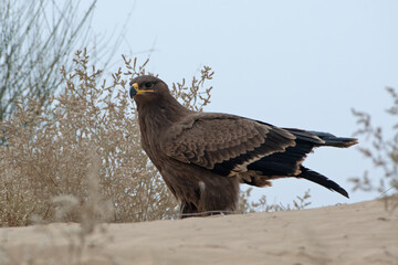 steppe eagle or Aquila nipalensis at Jorbeer carcass dump in Rajasthan, India