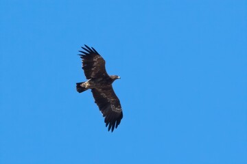 steppe eagle or Aquila nipalensis at Jorbeer carcass dump in Rajasthan, India