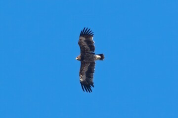 steppe eagle or Aquila nipalensis at Jorbeer carcass dump in Rajasthan, India