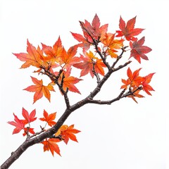 Fototapeta premium Branch of vibrant red autumn leaves, Close-up of a branch with vivid red and orange autumn leaves against a white background, symbolizing the beauty of fall.