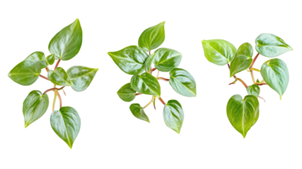 Fresh Green Houseplants on a Transparent Background Generative AI