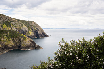 View from Cape Brett walkway with manuka flowers in the foreground. Bay of Islands. New Zealand.