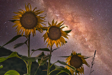 夏の夜の夢　星明りを背景に輝くひまわり