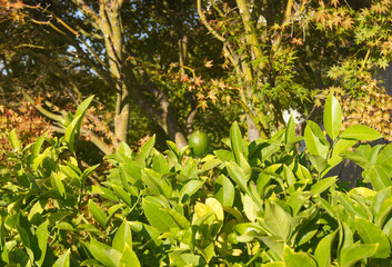 One lime surrounded by many green leafs with multiple trees in the background.
