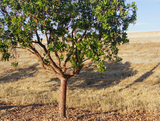 Fototapeta premium A tree with green leaves sits at the bottom of a levee overlooked by a blue sky. 