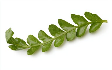 Fototapeta premium A green fern frond, its delicate, spiraled leaves unfurling, isolated on a pristine white background