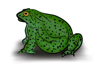 green frog isolated on white