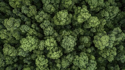 Aerial view of dense green forest canopy showcasing diverse tree tops.