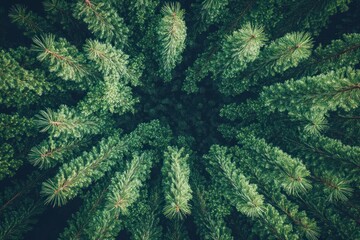 Fototapeta premium Aerial view of dense evergreen trees creating a natural pattern.