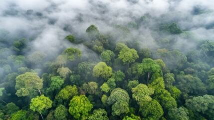 Aerial view of lush green forest shrouded in mist, showcasing biodiversity and tranquility.
