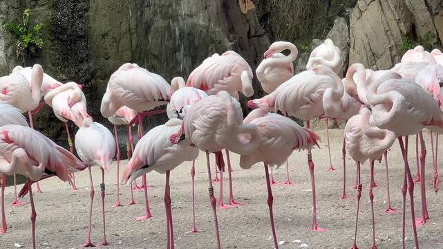 Closeup view of a flock of pink flamingos resting on a riverbank with a waterfall at the back.