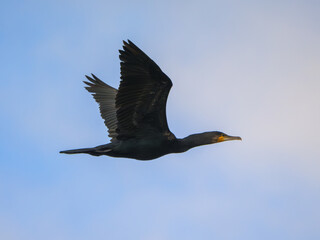 Great cormorant gracefully soaring through a clear blue sky over Danube river waters during daylight hours