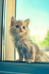  A small kitten sits atop a window sill, gazing out at a blue sky