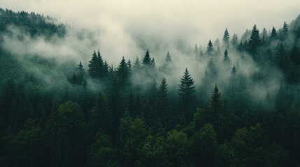 Misty forest landscape with dense trees and fog creating a serene atmosphere.