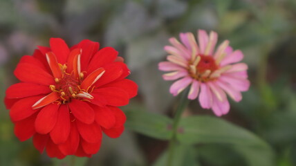 beautiful red flowers with selective focus in the garden