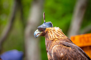 Close-up of a golden eagle wearing a cap covering its eyes. An eagle sits on a perch against a...