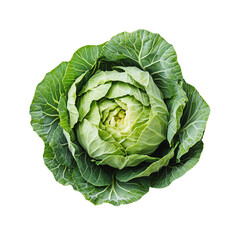 Fototapeta premium Cabbage, white isolate background