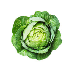 Cabbage, white isolate background