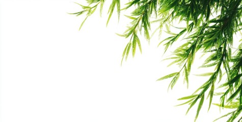 Fototapeta premium Lush green leaves against a white background, creating a fresh and natural aesthetic.