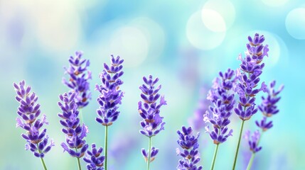 Obraz premium A serene display of lavender flowers against a soft, blurred background.