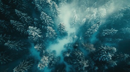 Obraz premium Aerial view of a snowy forest with mist and sunlight filtering through the trees.