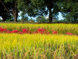 棚田に咲いた彼岸花