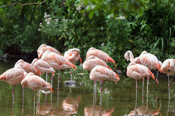 Graceful Flamingos at Rostock Zoo
