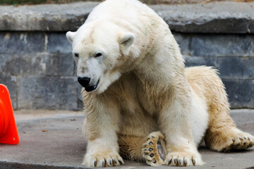 a lonely polar bear in a zoo