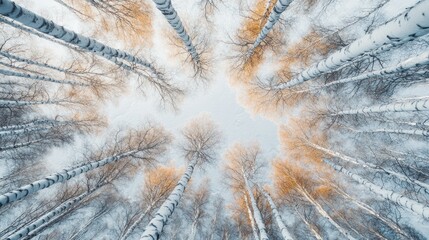 A serene view of snow-covered trees reaching towards a bright sky.