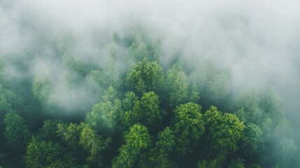 Aerial view of a dense forest shrouded in mist, showcasing nature's tranquility.