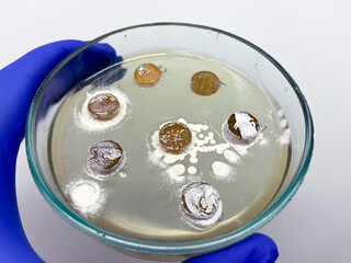 Unique white bacteria secrete antibiotics and kill other bacteria.