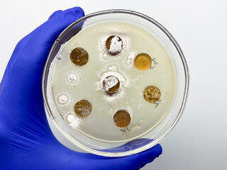 Microbiological test for the release of antibiotics by bacteria in nutrient agar. Methods of studying bacteria in the laboratory.