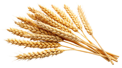 A collection of wheat heads in varying stages of ripeness, the golden color contrasting with some lighter, faded stalks, against on a transparent background