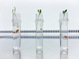 Genetic strains of new plants, obtained in laboratory conditions, are immersed in nutrient liquid...