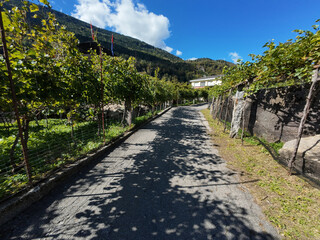 wine production in Canton Ticino, Switzerland