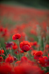 Poppies Field Red Flowers Blooming Summer