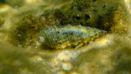 Seashell of common cerith or European cerith (Cerithium vulgatum) undersea, Aegean Sea, Greece, Halkidiki, Kakoudia beach