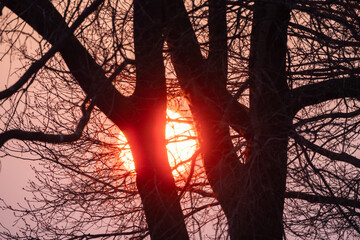 A stunning sunset glows through bare branches, showcasing natures breathtaking elegance and beauty
