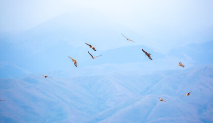 A flock of eagles flying over the mountains. Golden eagles in free flight. Wild birds of prey have gathered in a flock and are flying above the ground.