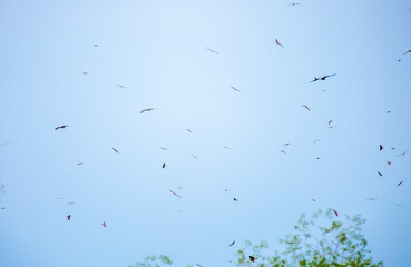 A flock of eagles flies to fnb. Golden eagles in free flight. Wild birds of prey gathered in a flock and fly above the ground.