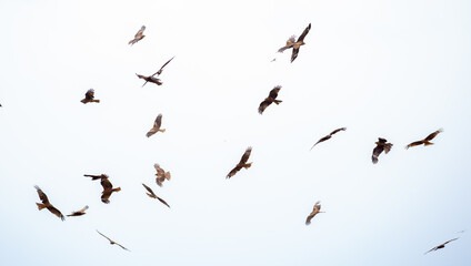 Eagle in flight on a white background. Golden eagle in free flight.