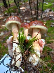 mushroom in the forest
