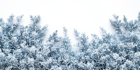 A frosty landscape featuring delicate, icy foliage against a white background.