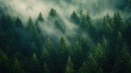 Papier peint photo  A misty forest landscape showcasing dense evergreen trees and atmospheric fog.  © BerkahStock